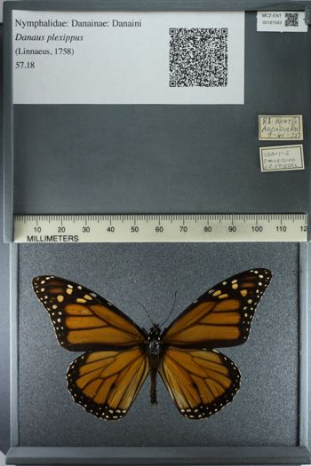 Media type: image;   Entomology 181543